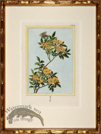 Buchoz Botanicals in Bamboo 09